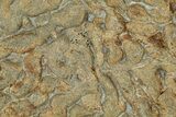 Pennsylvanian, Fossil Microbial Mat - Oklahoma #301964-1